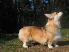 welshcorgi.it Ezelina
