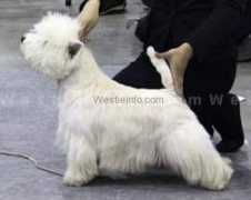westieinfo.com Ezhen