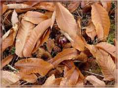 infojardin.com Ezulin