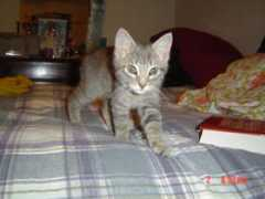 Ezzi