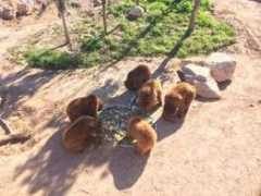 laopiniondemurcia.es Fabila