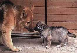 german-shepherd-puppies.co.uk Fabrello