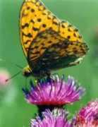 Fabriciana