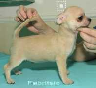 chihuahua.ru Fabritsio