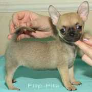 chihuahua.ru Fabritsio