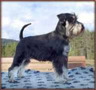 kennel-coronna.com Fachira