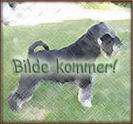 kennel-coronna.com Fachira