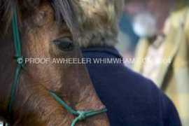 endurance-belgium.com Fadwah