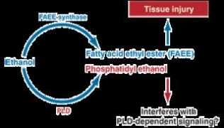 pubs.niaaa.nih.gov Faees