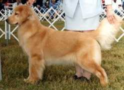 goldacregoldens.com Faera