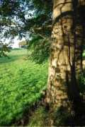 tmwilson.org Fagus