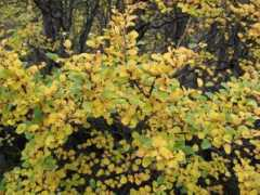 ourhikingblog.com.au Fagus