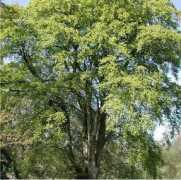 habitas.org.uk Fagus