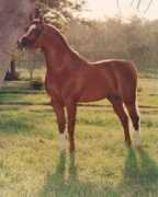 beaucheval.com Fahrika