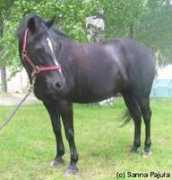 Fairi