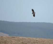 caithness.org Fairney