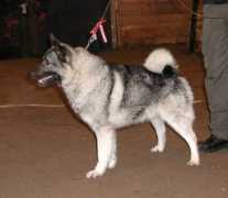 alghundklubben.com Faitas