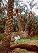 Faiyum