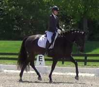 majesticgaits.com Falanta