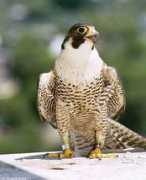 mlahanas.de Falcon