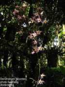 orchid.url.tw Falconeri