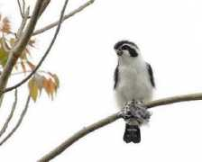 worldbirds.eu Falconet