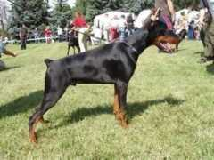 dobermann-review.com Faldan