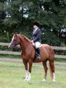 thehanoverian.com Falentine