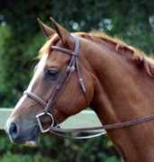 thehanoverian.com Falentine