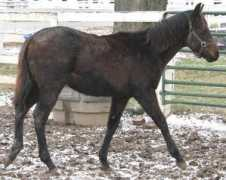 horsesales.com Falkon