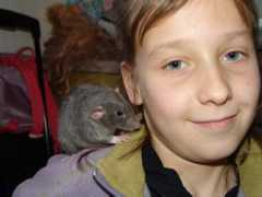 ratloveyou.free.fr Fallak