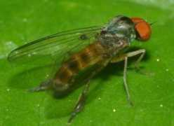 diptera.info Falleni