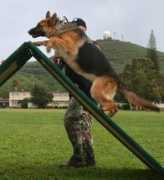 shepherdsbykimo.com Famke