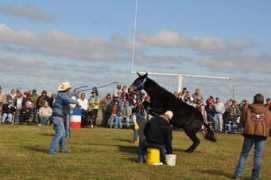 capturearkansas.com Fances