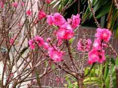 Fangchun