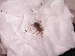 reptileforums.co.uk Fangs