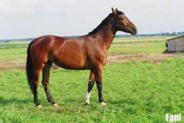 horse-g.lt Fanija