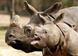 animalliberationfront.com Fanindra