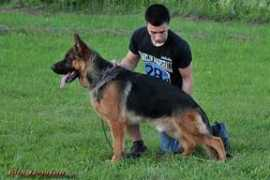 konigtum.com Fanino