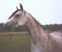 ardanacharabians.co.uk Fanisha