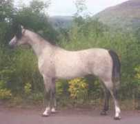 ardanacharabians.co.uk Fanisha