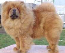 chowchow.ee Fanlin
