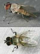 Fannia