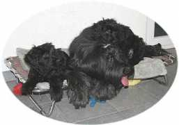 briard-pataviento.ch Fanouche