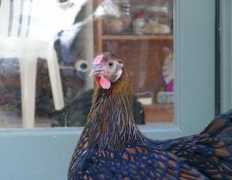 chickenblog.com Fantam