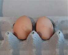 chickenblog.com Fantam