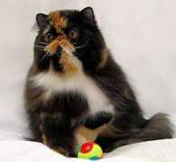 ltch-cattery.com Fantik