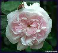 rosegathering.com Fantin