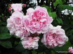 ww.justourpictures.com Fantin