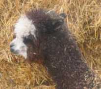 fortethieralpacas.com Fantina